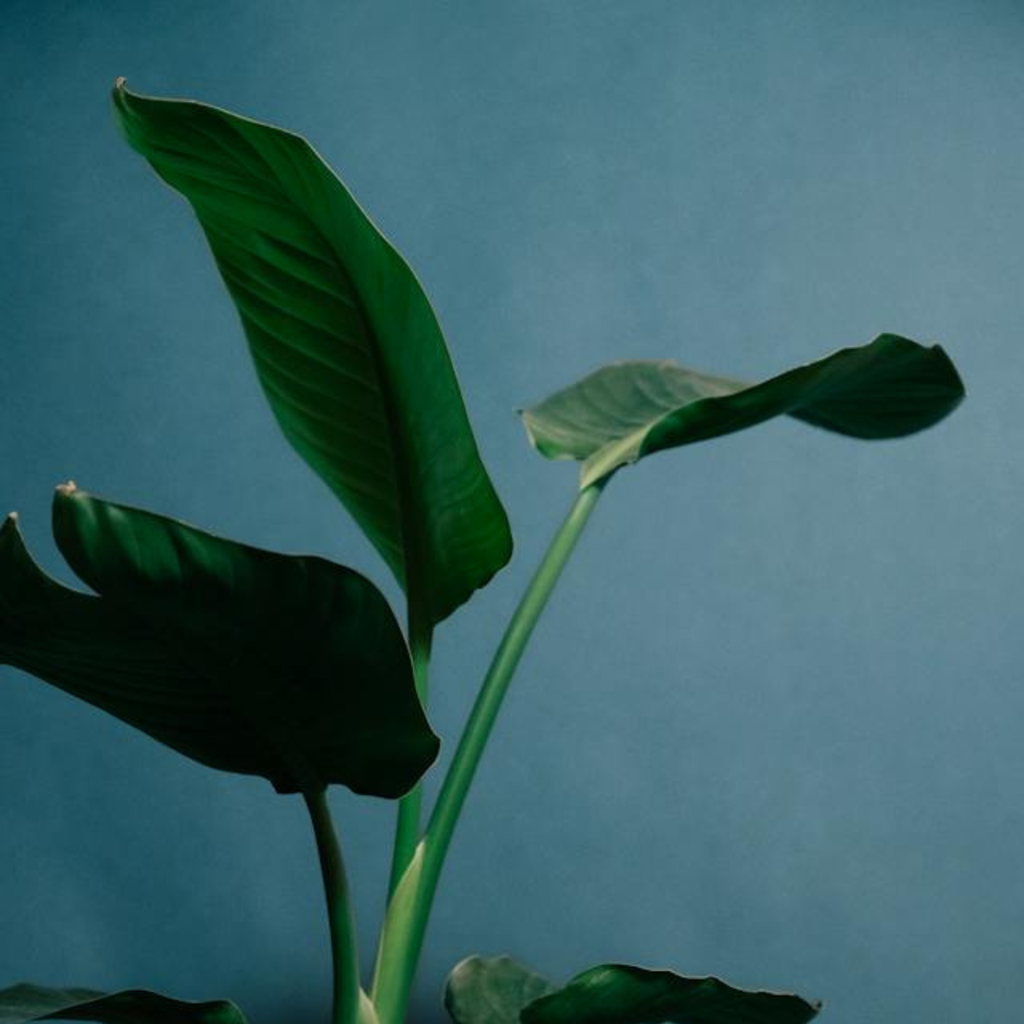 zimmerpflanze schmale grüne blätter Drachenbaum Dracaena Deremensis Lemon Lime Zimmerpflanze Ø21cm