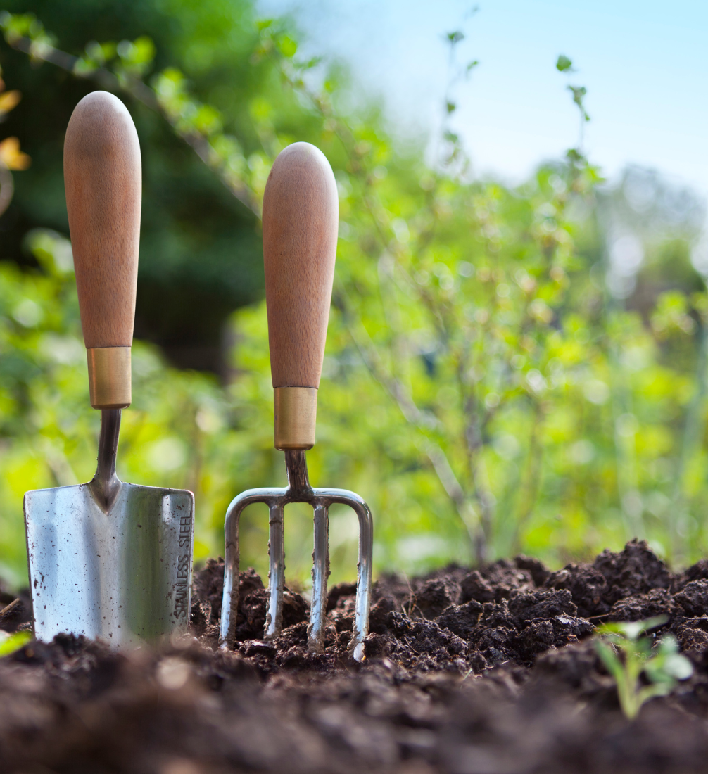 Tuinplanten