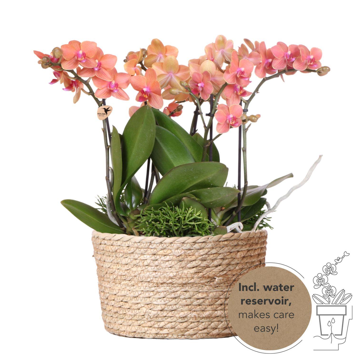 Orchideeënmand Collectie – BoundlessGreen Amsterdam