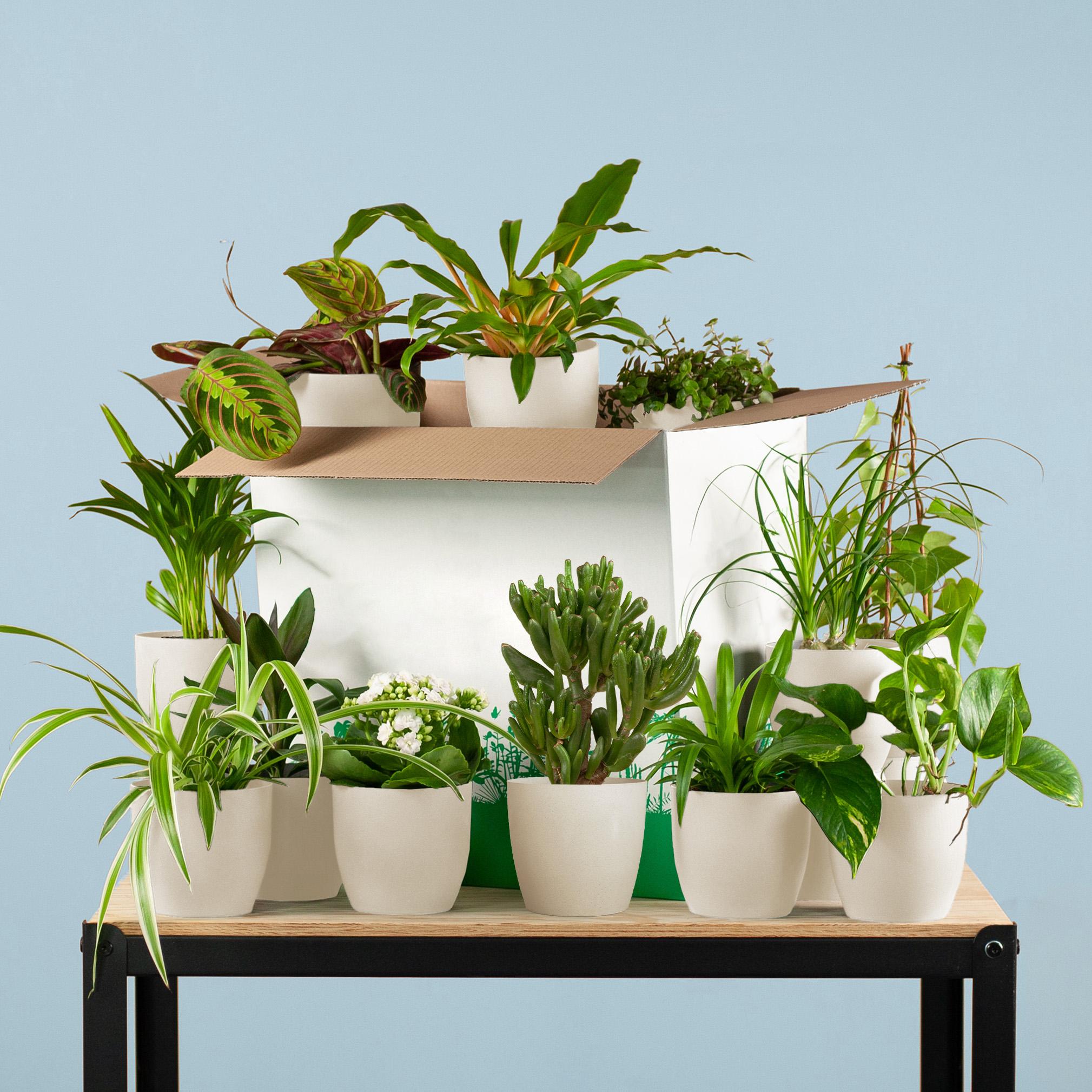 Plantenbox