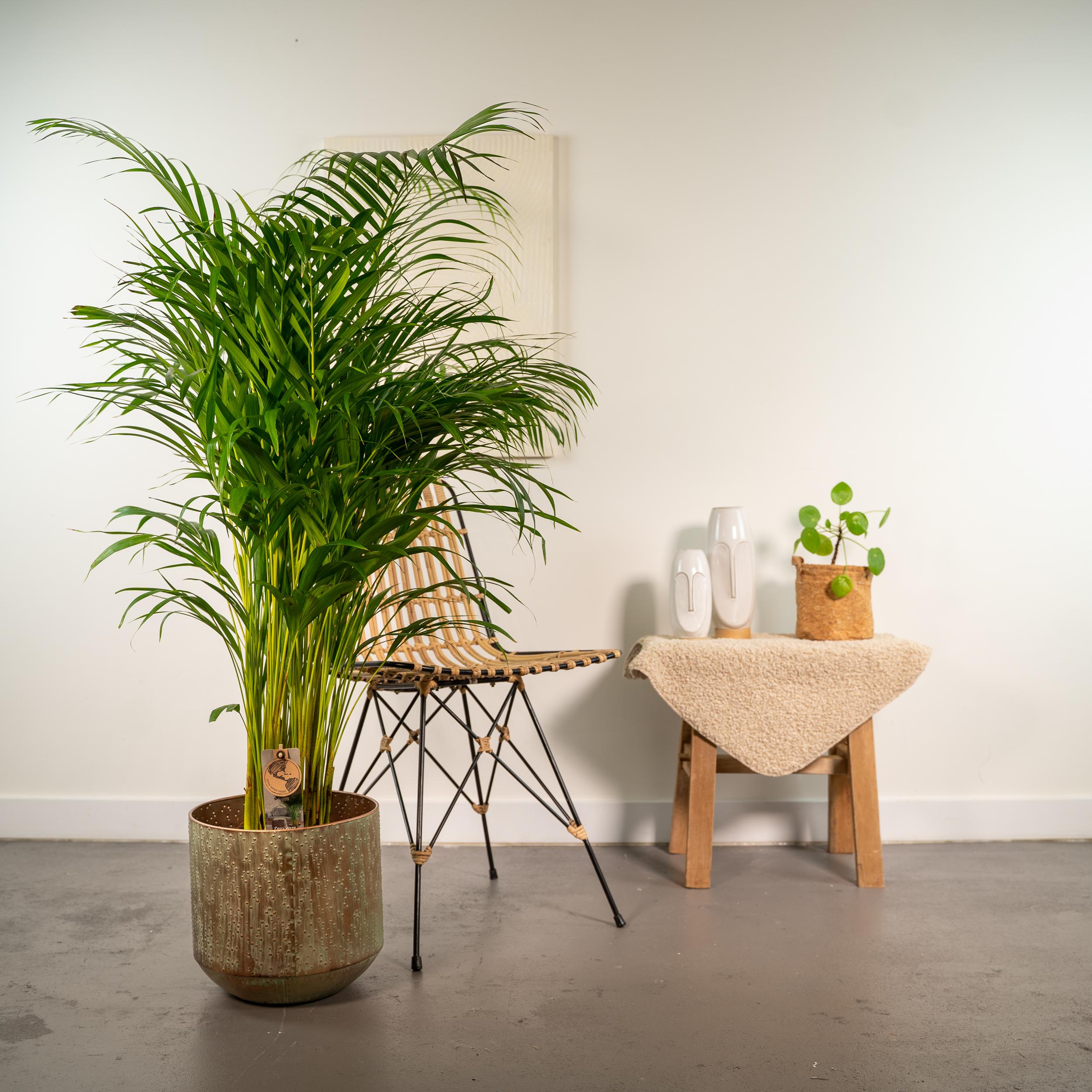XL Planten