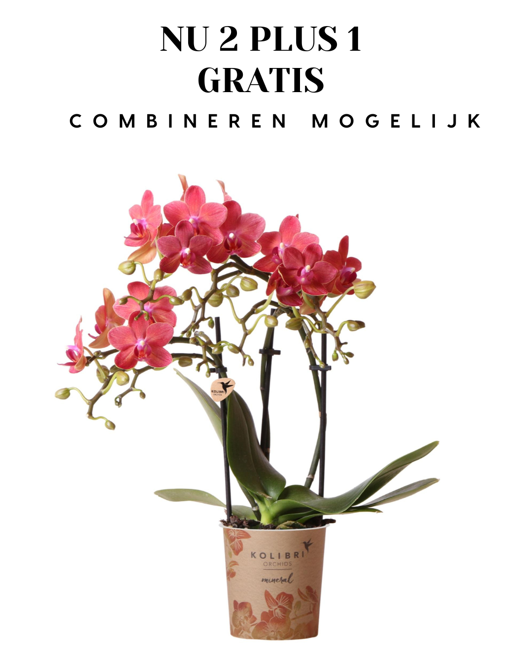 BoundlessGreen & Kolibri Orchids | rode Phalaenopsis orchidee - Congo - potmaat Ø9cm | bloeiende kamerplant - vers van de kweker