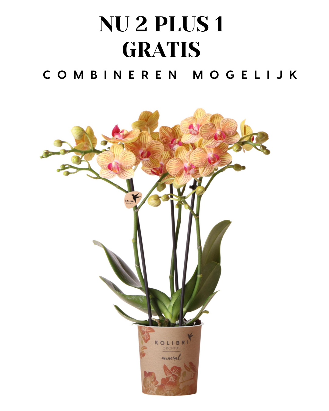 BoundlessGreen & Kolibri Orchids | oranje Phalaenopsis orchidee potmaat Ø9cm | Jamaica | bloeiende kamerplant - vers van de kweker