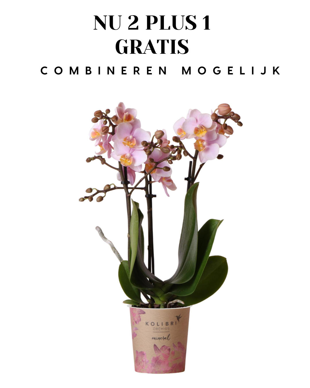 BoundlessGreen & Kolibri Orchids | Roze phalaenopsis orchidee - Andorra - potmaat Ø9cm | bloeiende kamerplant - vers van de kweker