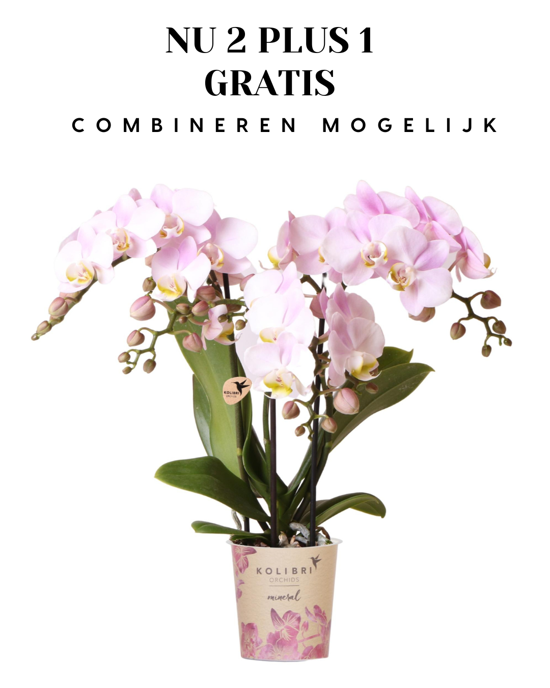BoundlessGreen & Kolibri Orchids | Roze phalaenopsis orchidee - Portugal - potmaat Ø9cm | bloeiende kamerplant - vers van de kweker