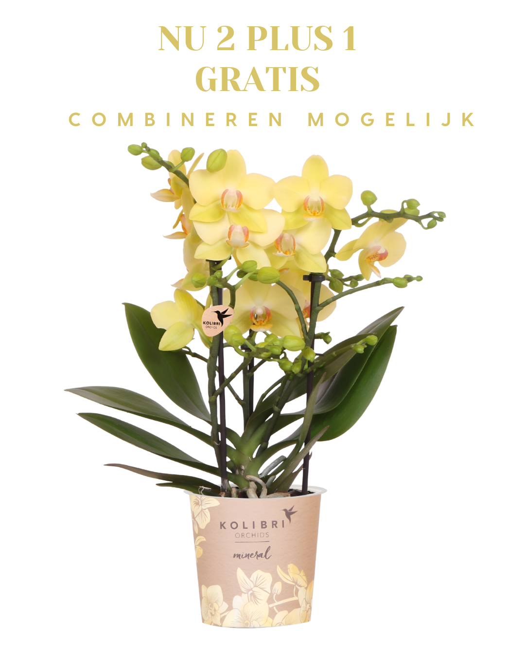 BoundlessGreen & Kolibri Orchids | Gele Phalaenopsis orchidee - Albenga - potmaat Ø9cm | bloeiende kamerplant - vers van de kweker