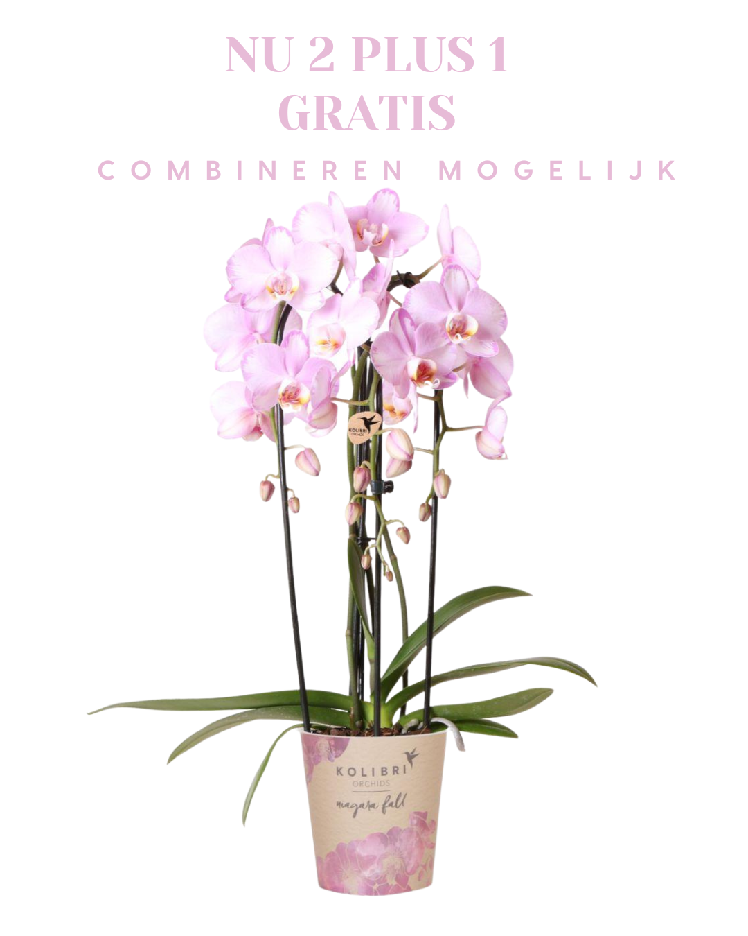 BoundlessGreen & Kolibri Orchids | Roze Phalaenopsis orchidee - Niagara Fall - potmaat Ø12cm | bloeiende kamerplant - vers van de kweker