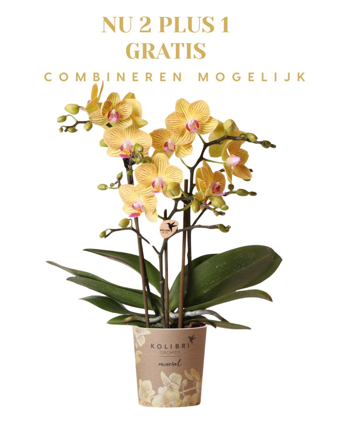 BoundlessGreen & Kolibri Orchids | Gele Phalaenopsis orchidee - Lima - potmaat Ø9cm | bloeiende kamerplant - vers van de kweker