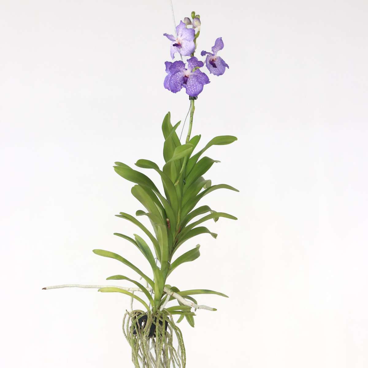 Vanda 'New Blue' - Orchidee - Blauw