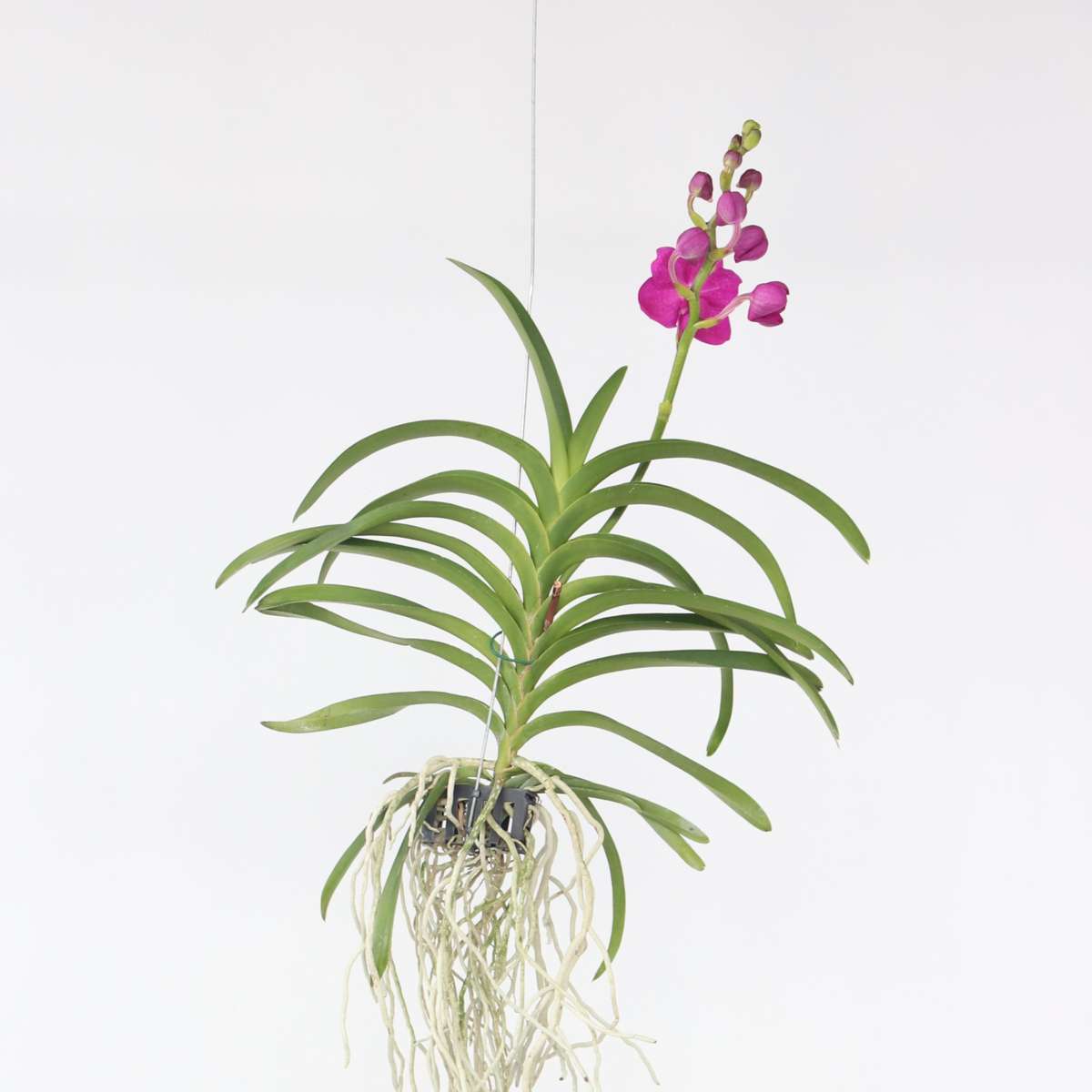 Vanda Orchidee - Roze - L
