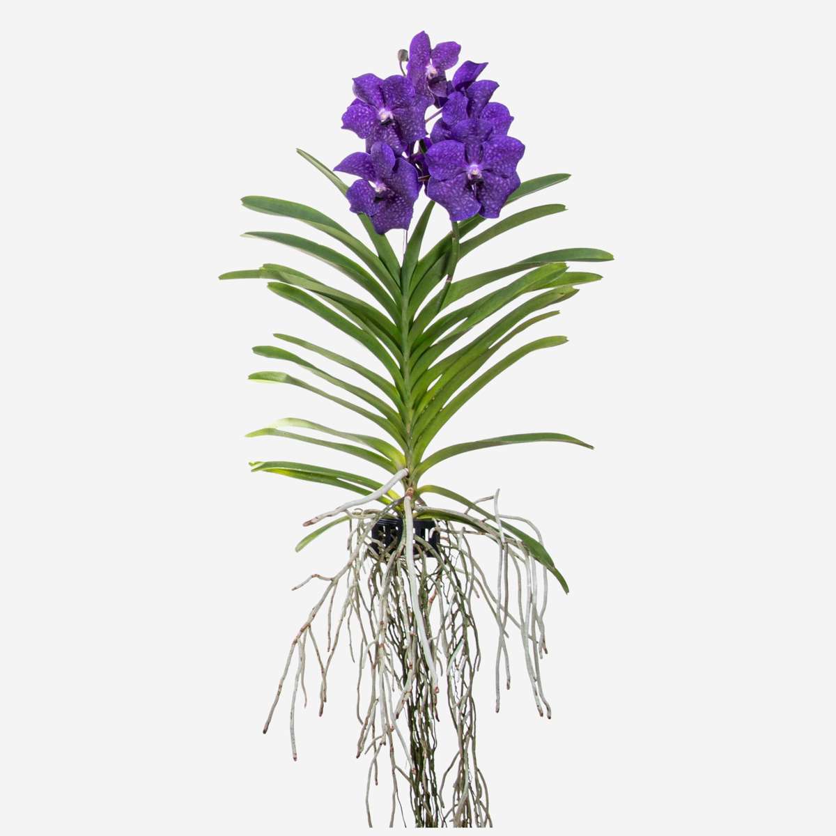 Vanda Orchidee - Blauw - L