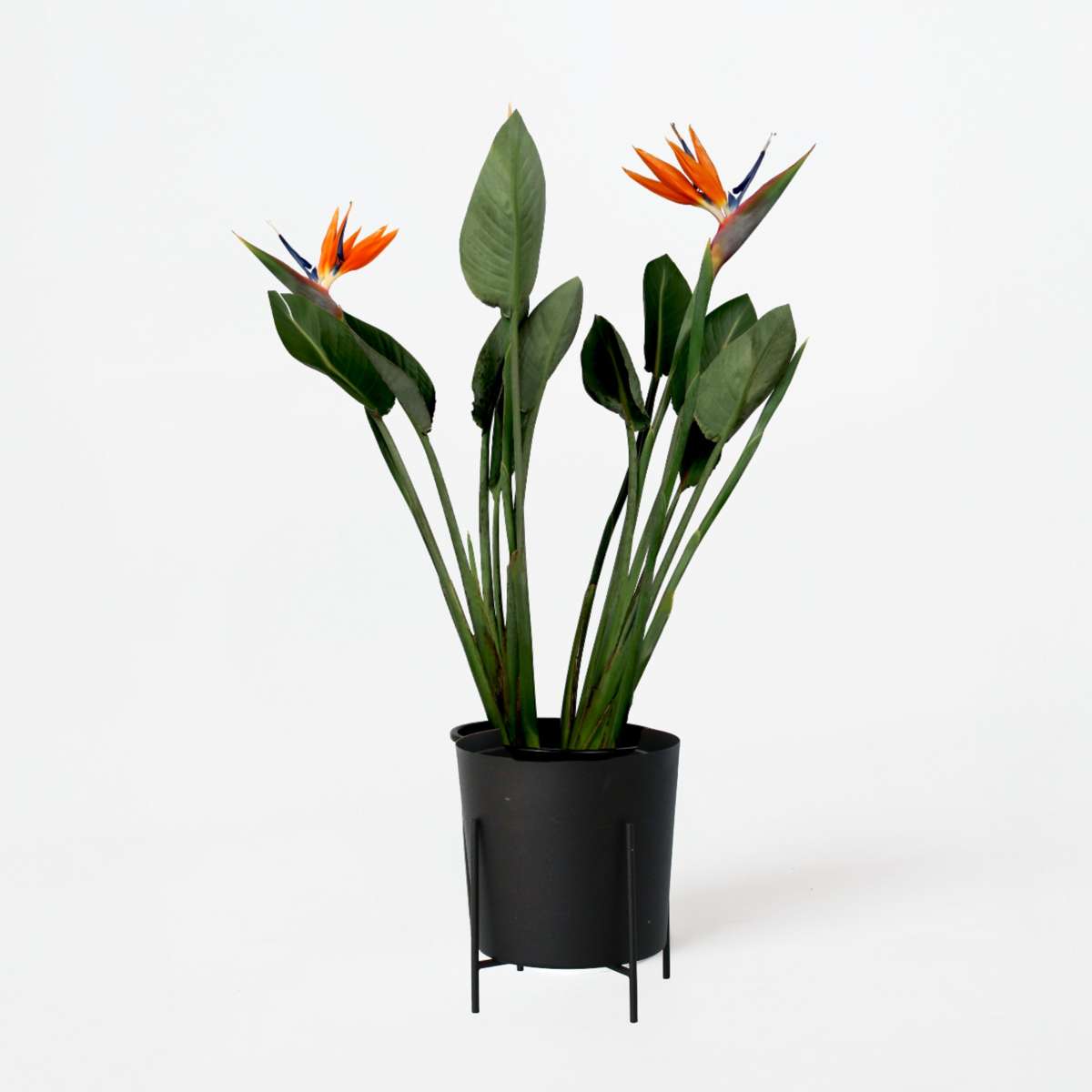 Strelitzia Reginea - Paradijsvogelbloem - Met Bloemen