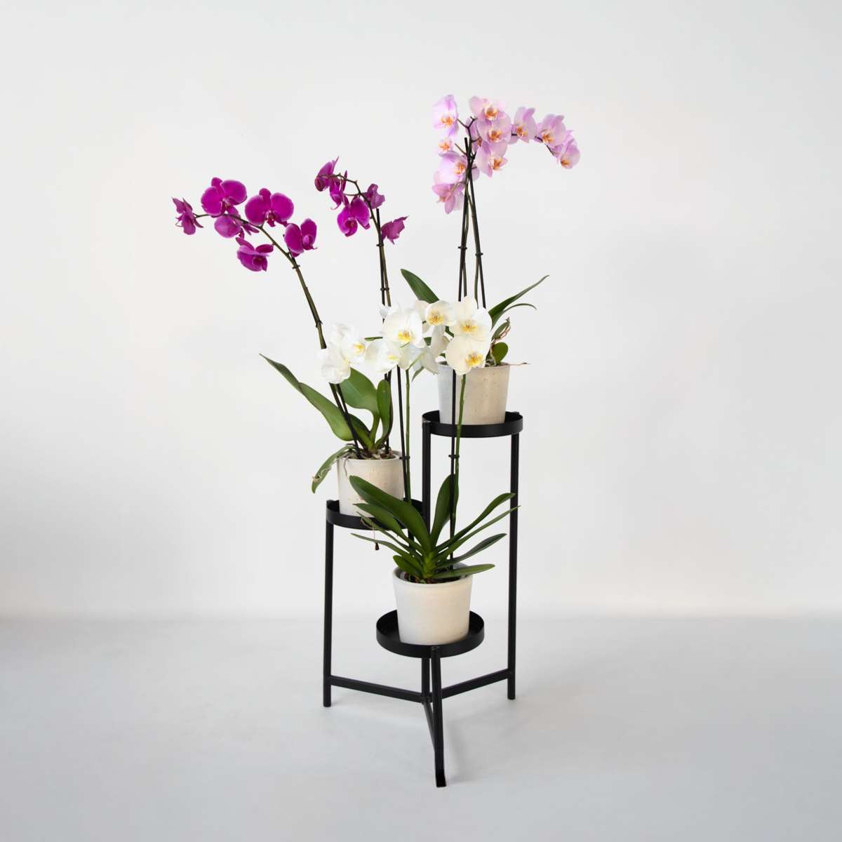 Phalaenopsis - Vlinderorchidee - Mix 3 Kleuren