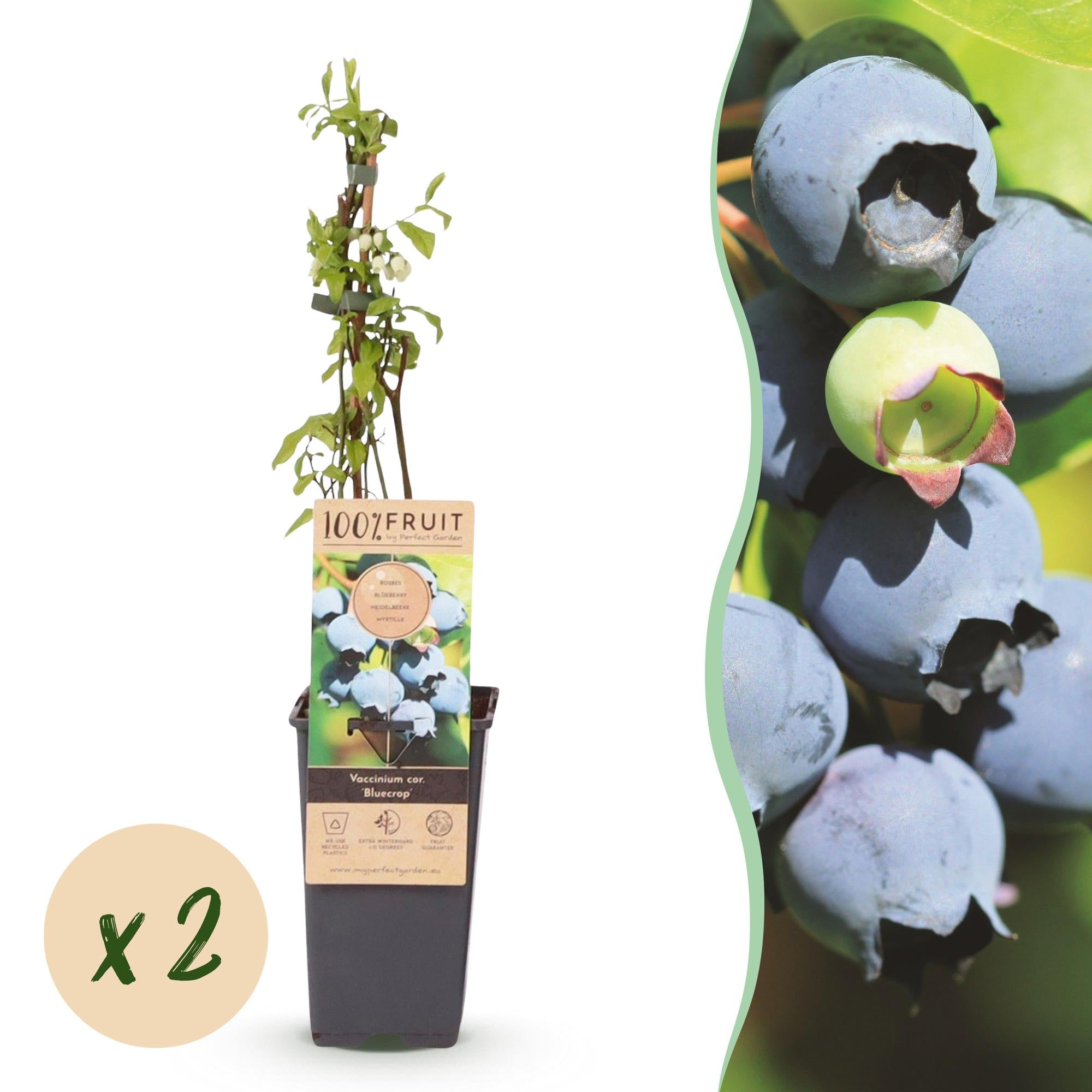 Green boutiQ - Fruitplant - Vaccinium corymbosum Bluecrop - Bosbes