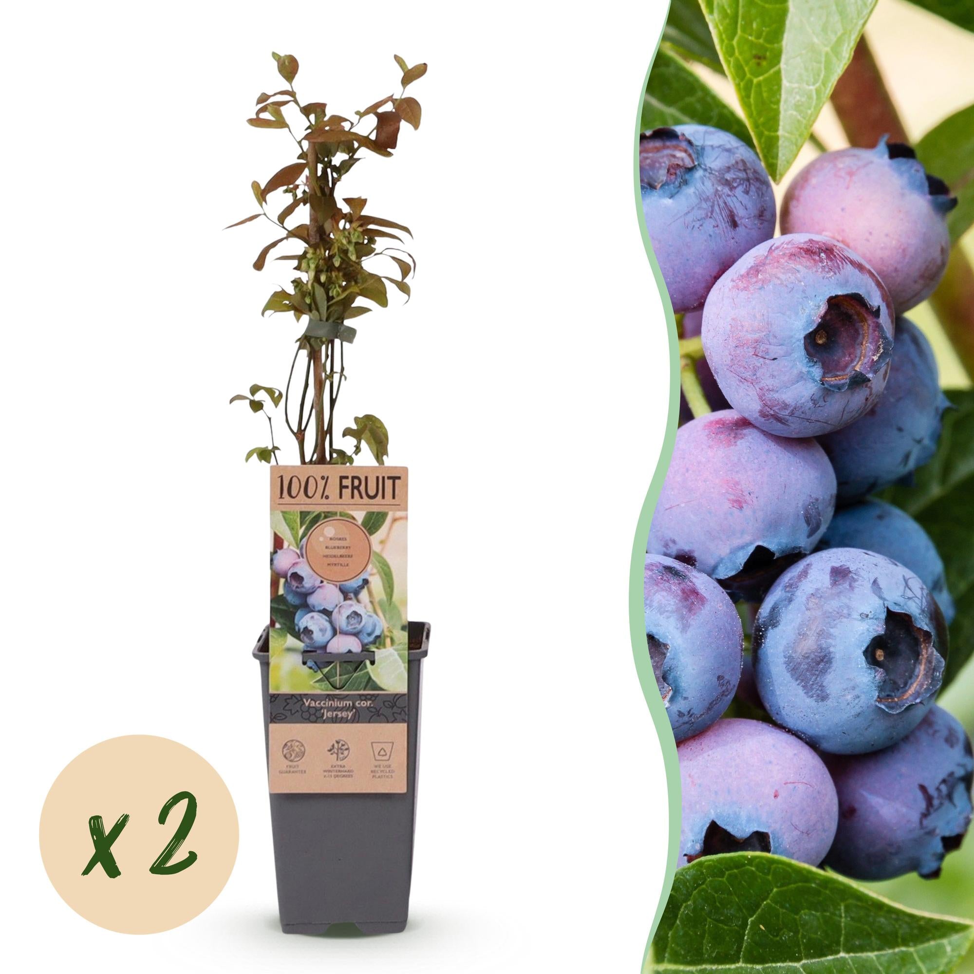 Green boutiQ - Fruitplant - Vaccinium corymbosum Jersey - Bosbes
