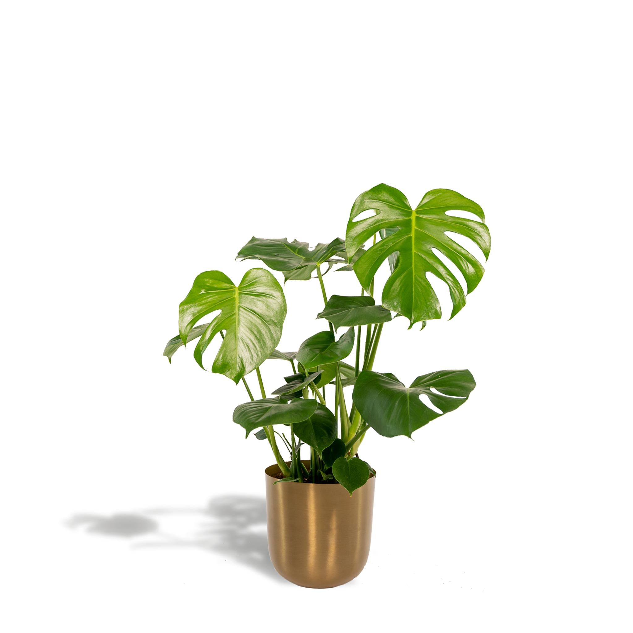 Monstera Deliciosa - ↨80cm - Ø21cm + Pot Mayk Gold