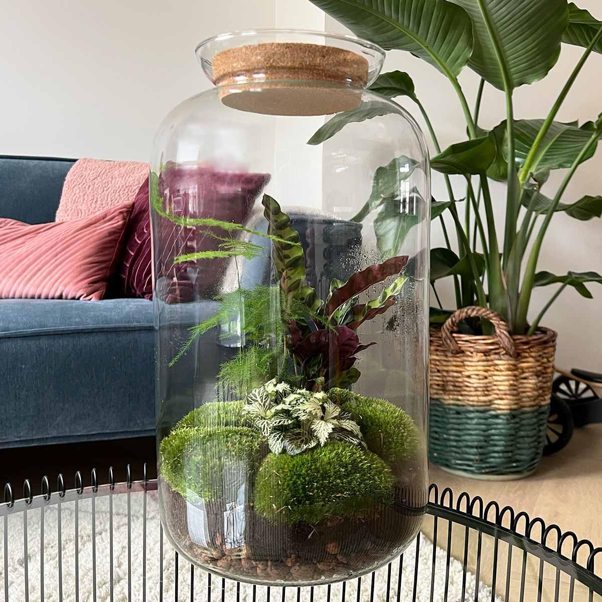 DIY terrarium - Botanical Sven XL - β 43 cm - Normal