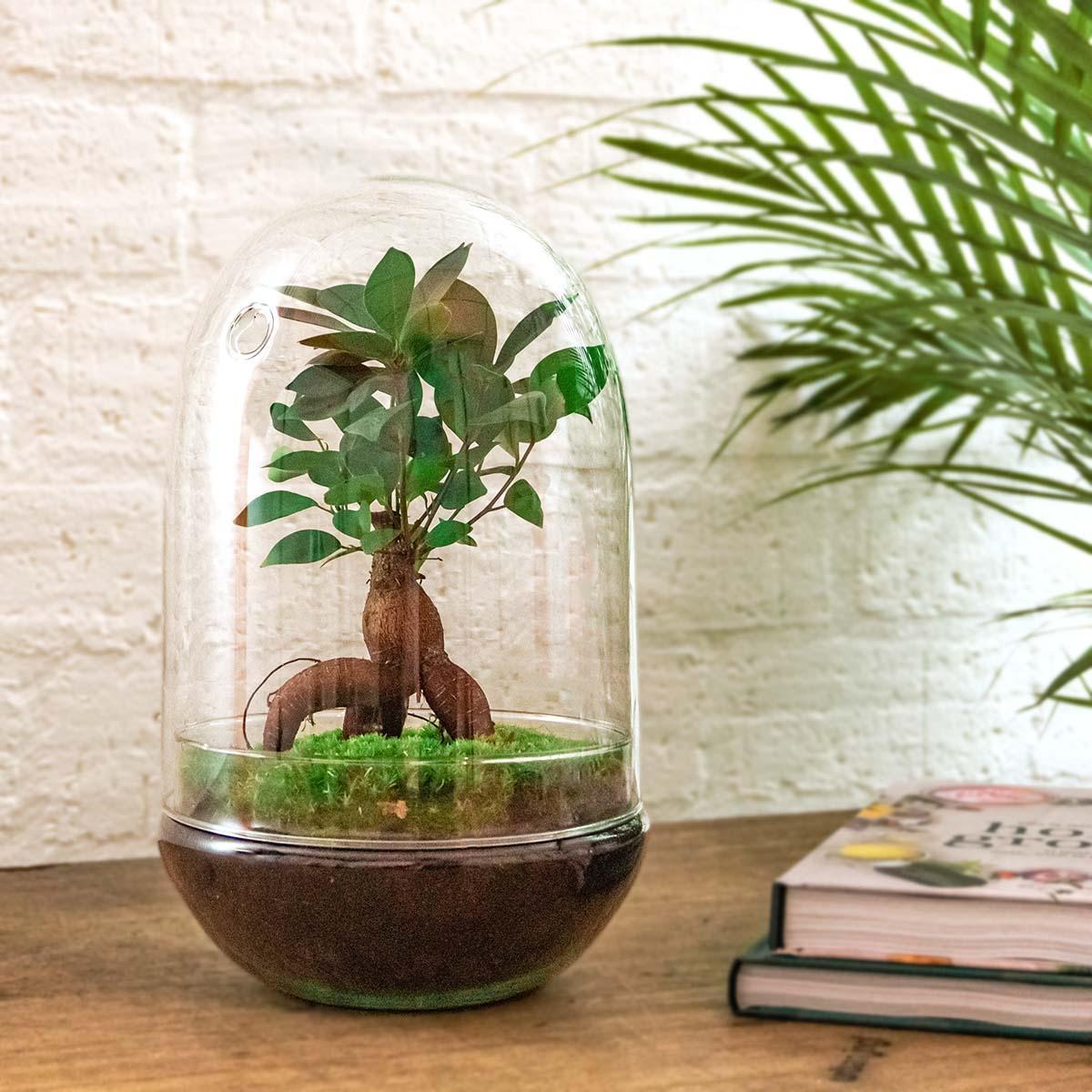 DIY terrarium - Egg XL Bonsai - β 30 cm