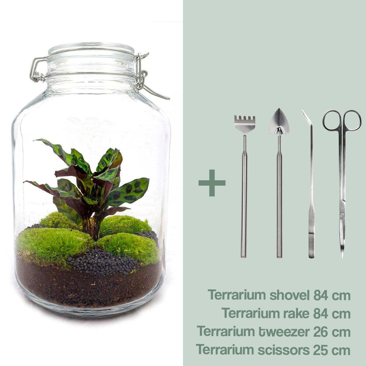 DIY-Terrarium - Jar Calathea - ↕ 28 cm - Normal
