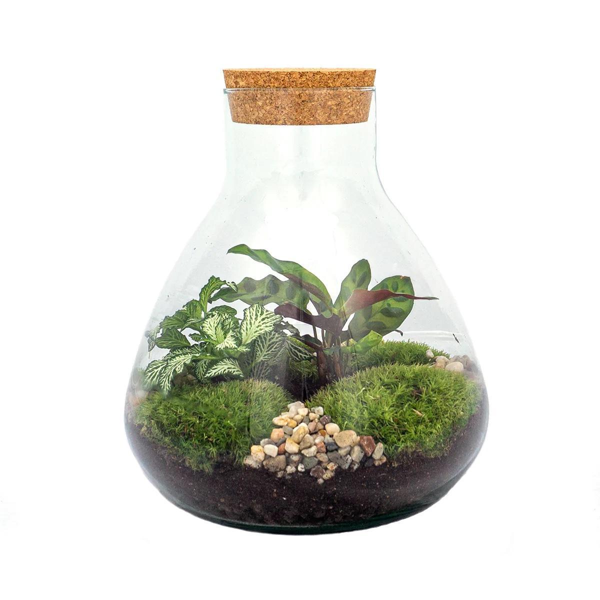 DIY terrarium β Sammie β β 27 cm