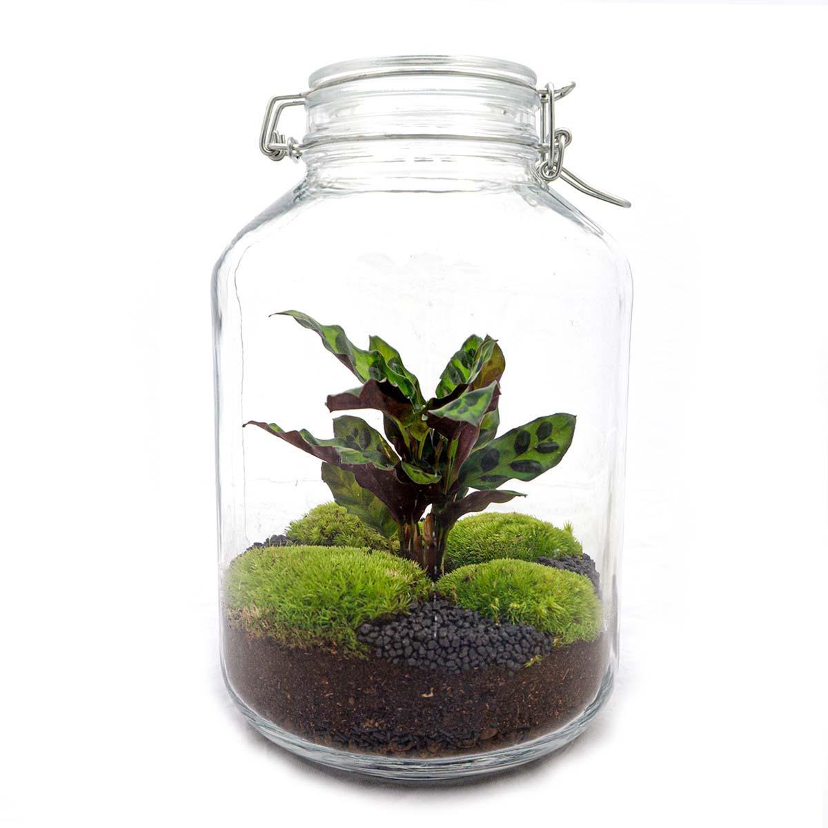 DIY-Terrarium - Jar Calathea - ↕ 28 cm - Normal