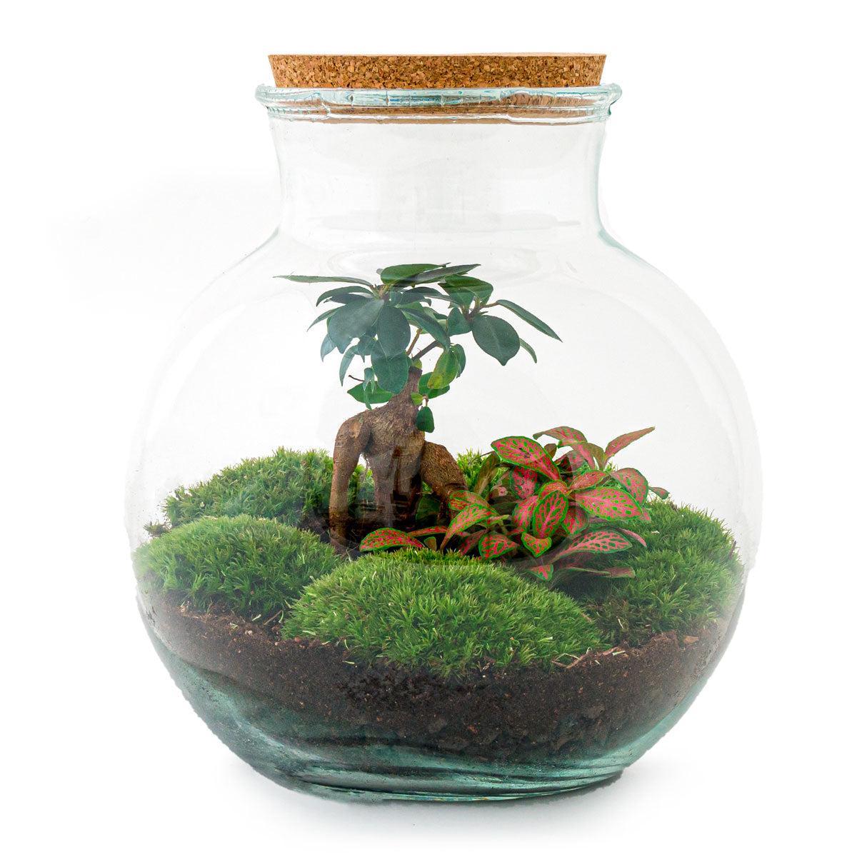 DIY terrarium - Teddy bonsai - β 26,5 cm - Normal