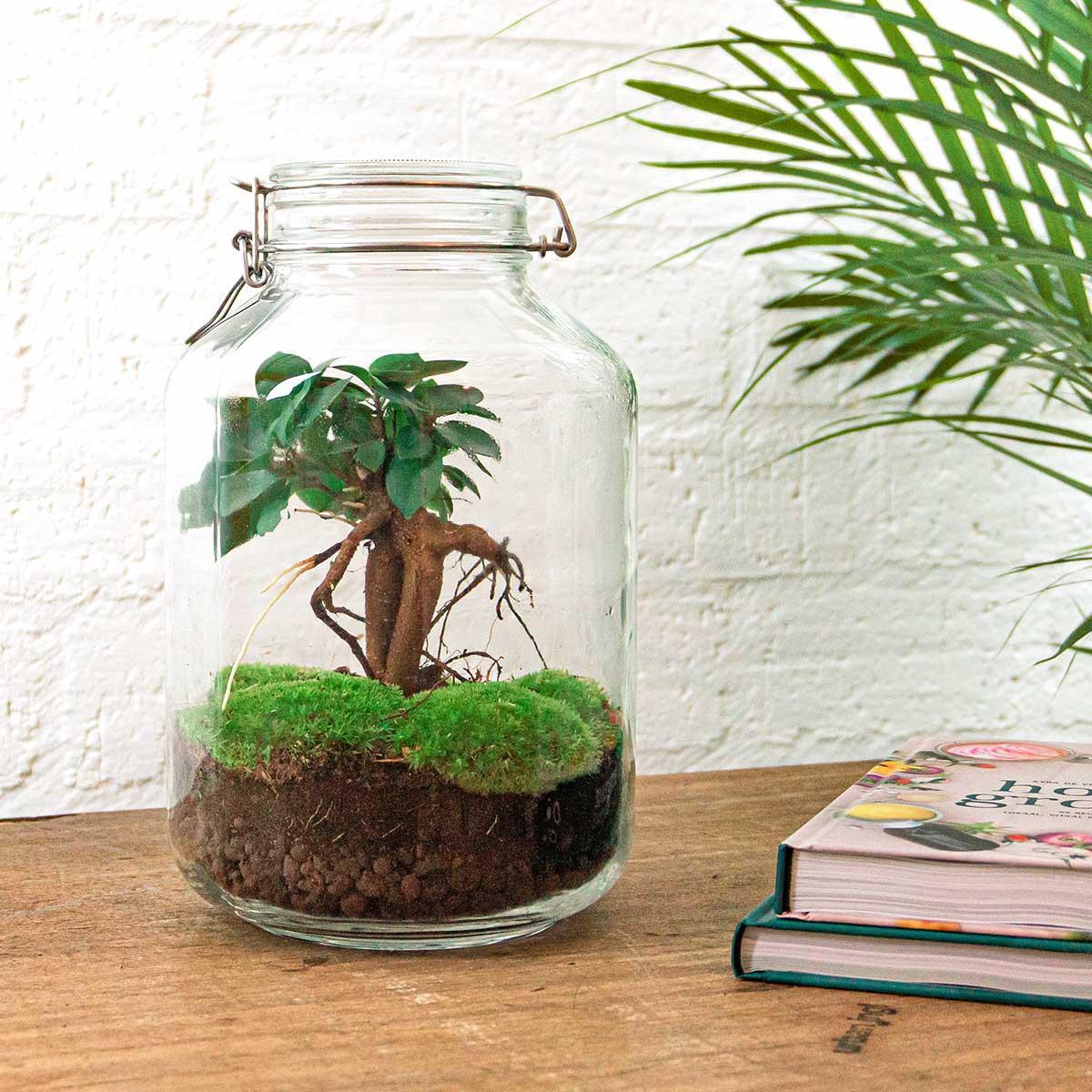 DIY terrarium - Ficus Ginseng bonsai - β 28 cm - Normal