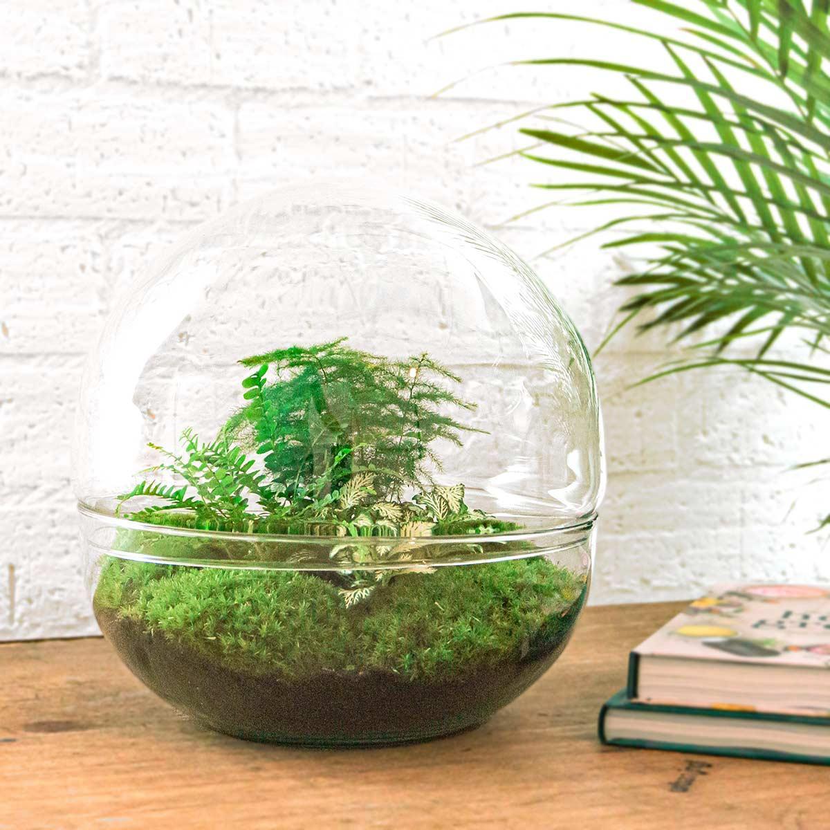 DIY Terrarium - Dome XL - ↕ 30 cm - Normal