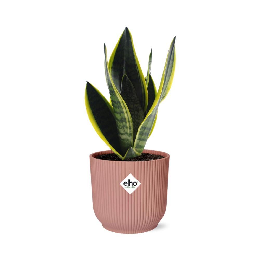 Sansevieria Futura Superba in ELHO Vibes Fold 14 cm rosa