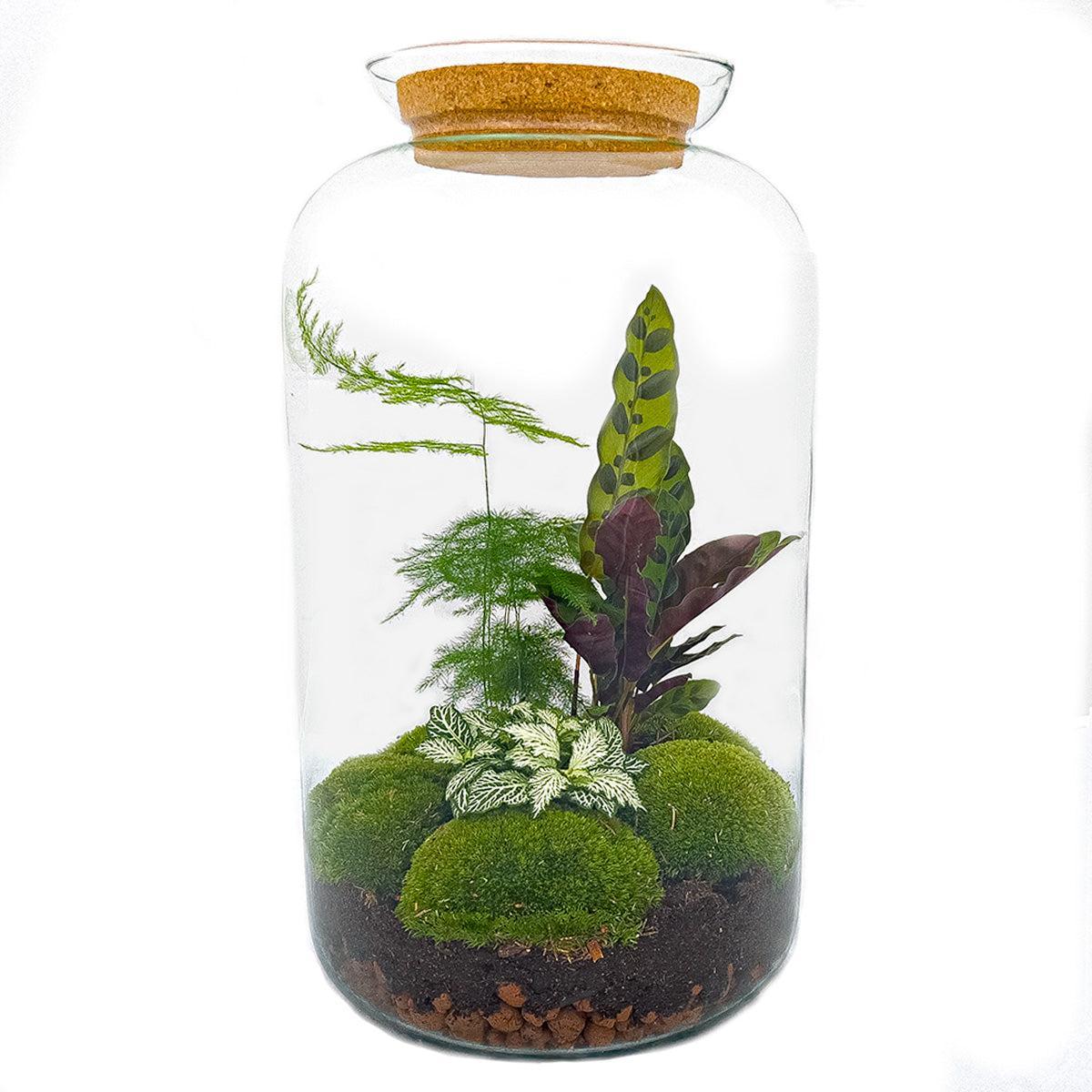 DIY terrarium - Botanical Sven XL - β 43 cm - Normal
