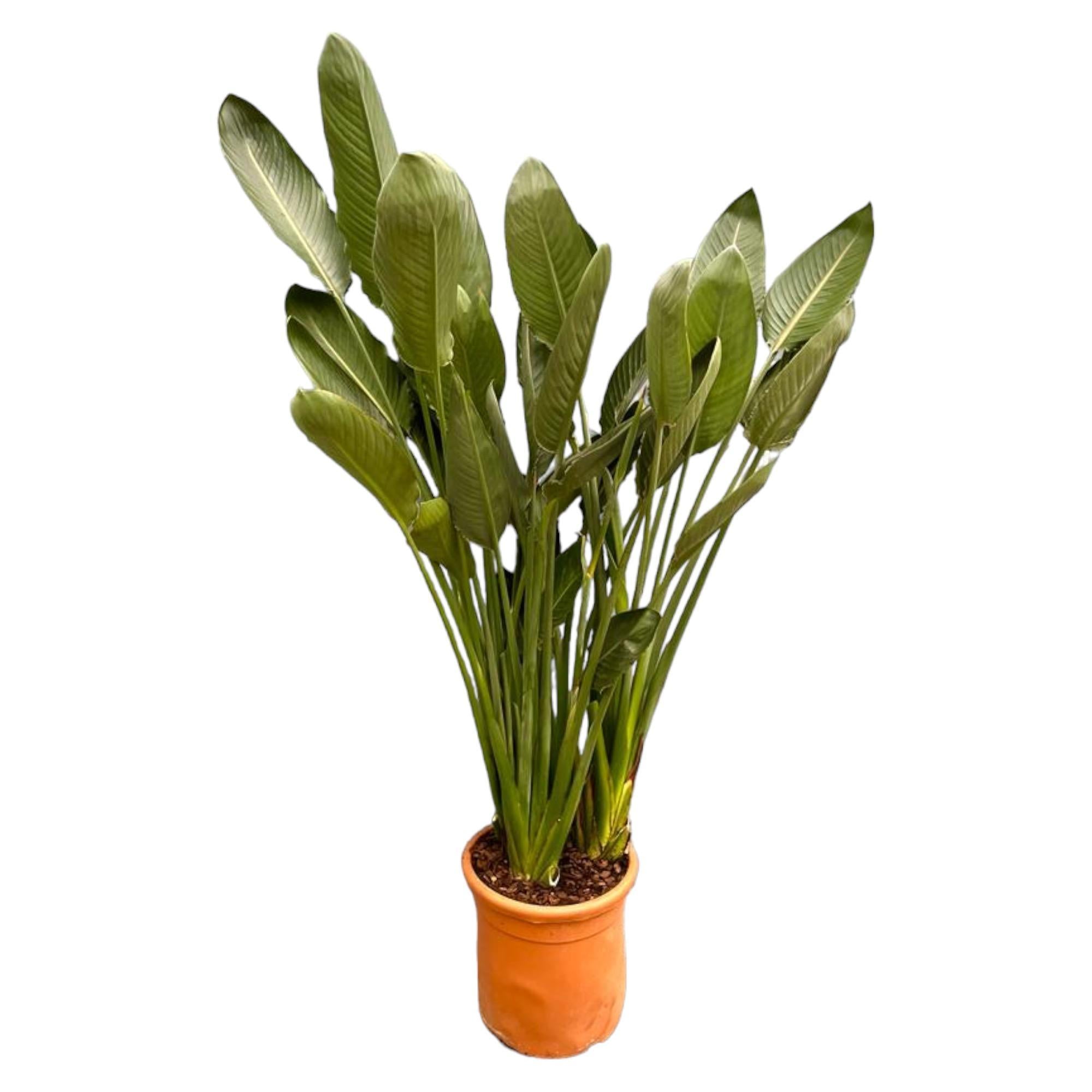 Strelitzia Reginae XL – 180 cm – ø50 – BoundlessGreen Amsterdam