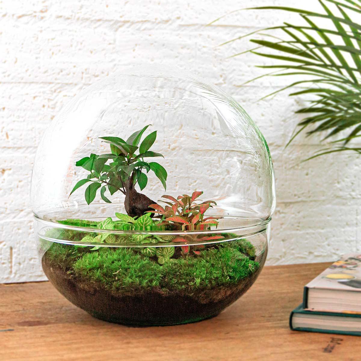 DIY terrarium - Dome XL - Ficus Ginseng Bonsai - β 30 cm - Normal
