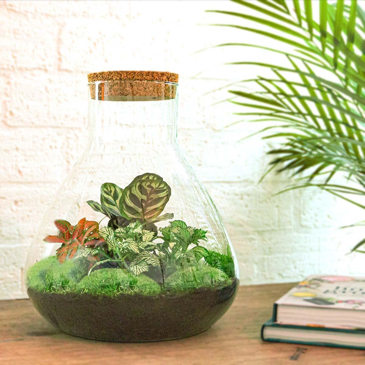 DIY terrarium - Sam XL Rood - β 35 cm - Normal