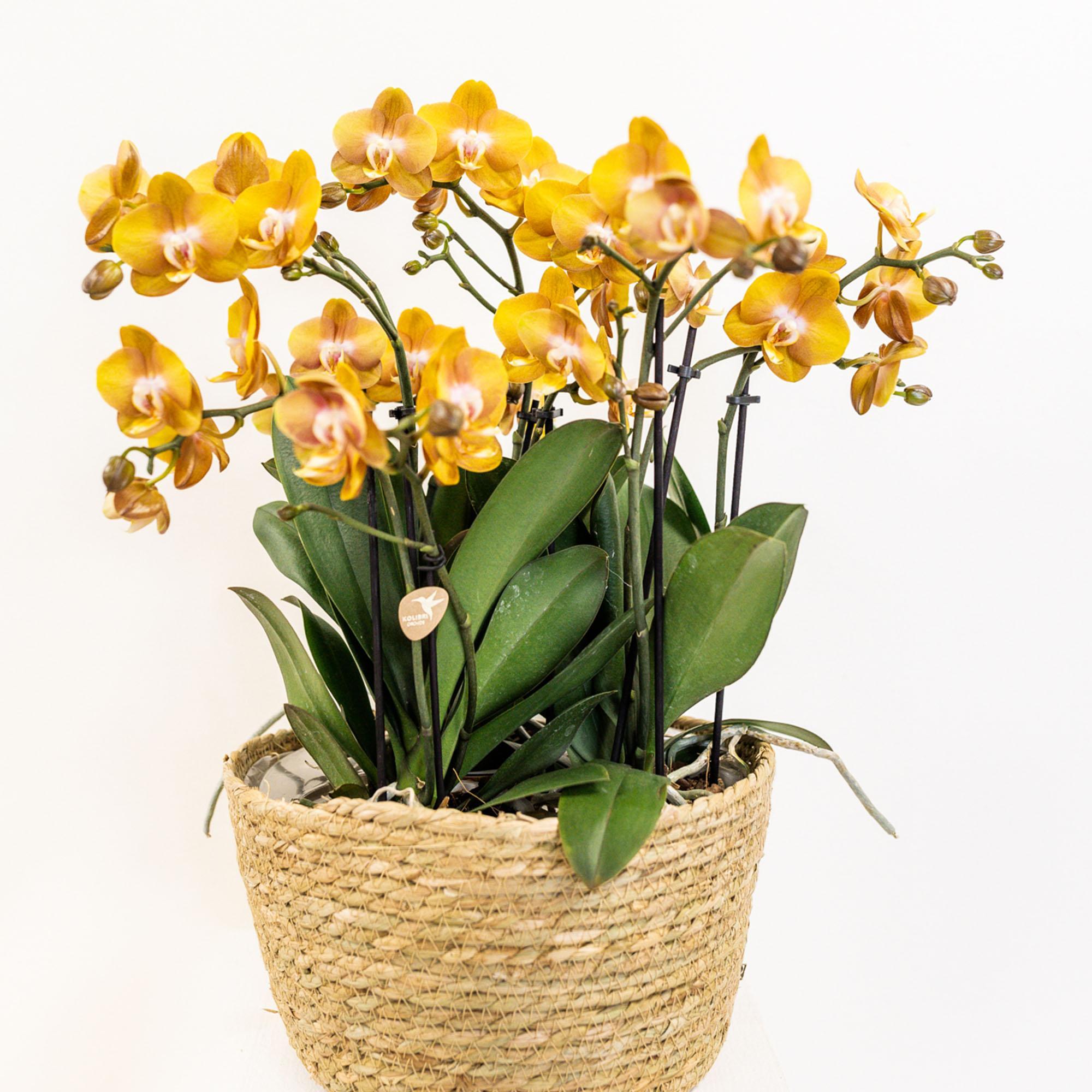 BoundlessGreen & Kolibri Orchids | Oranje orchideeënset in Reed Basket incl. waterreservoir | drie oranje orchideeën Las Vegas 12cm | Mono Bouquet oranje met zelfvoorzienend waterreservoir.