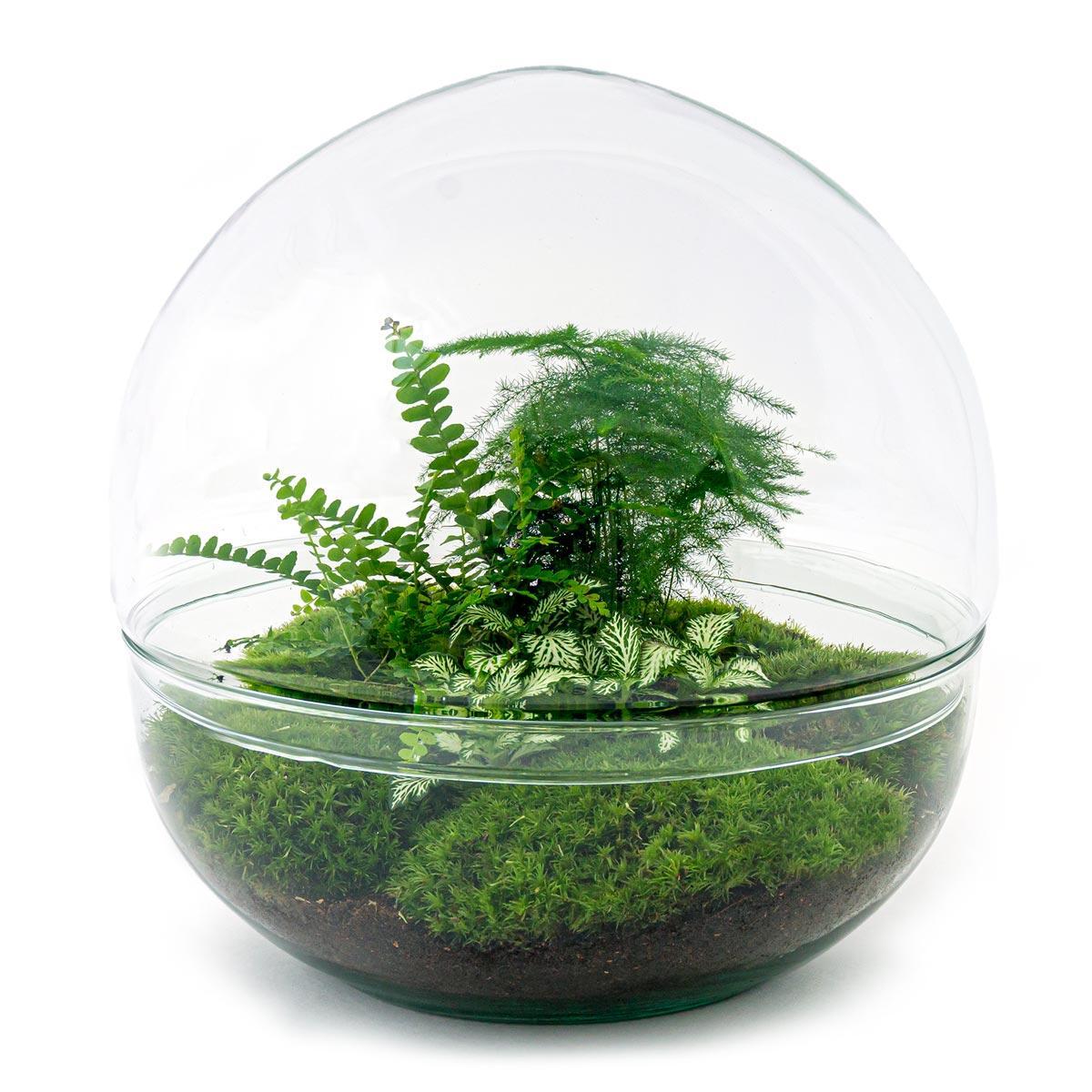 DIY Terrarium - Dome XL - ↕ 30 cm - Normal