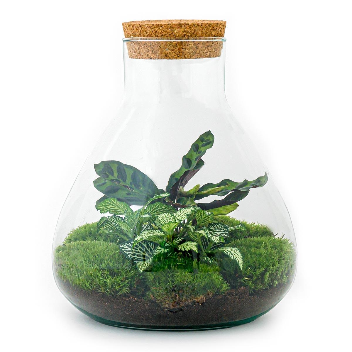 DIY terrarium β Sammie β β 27 cm