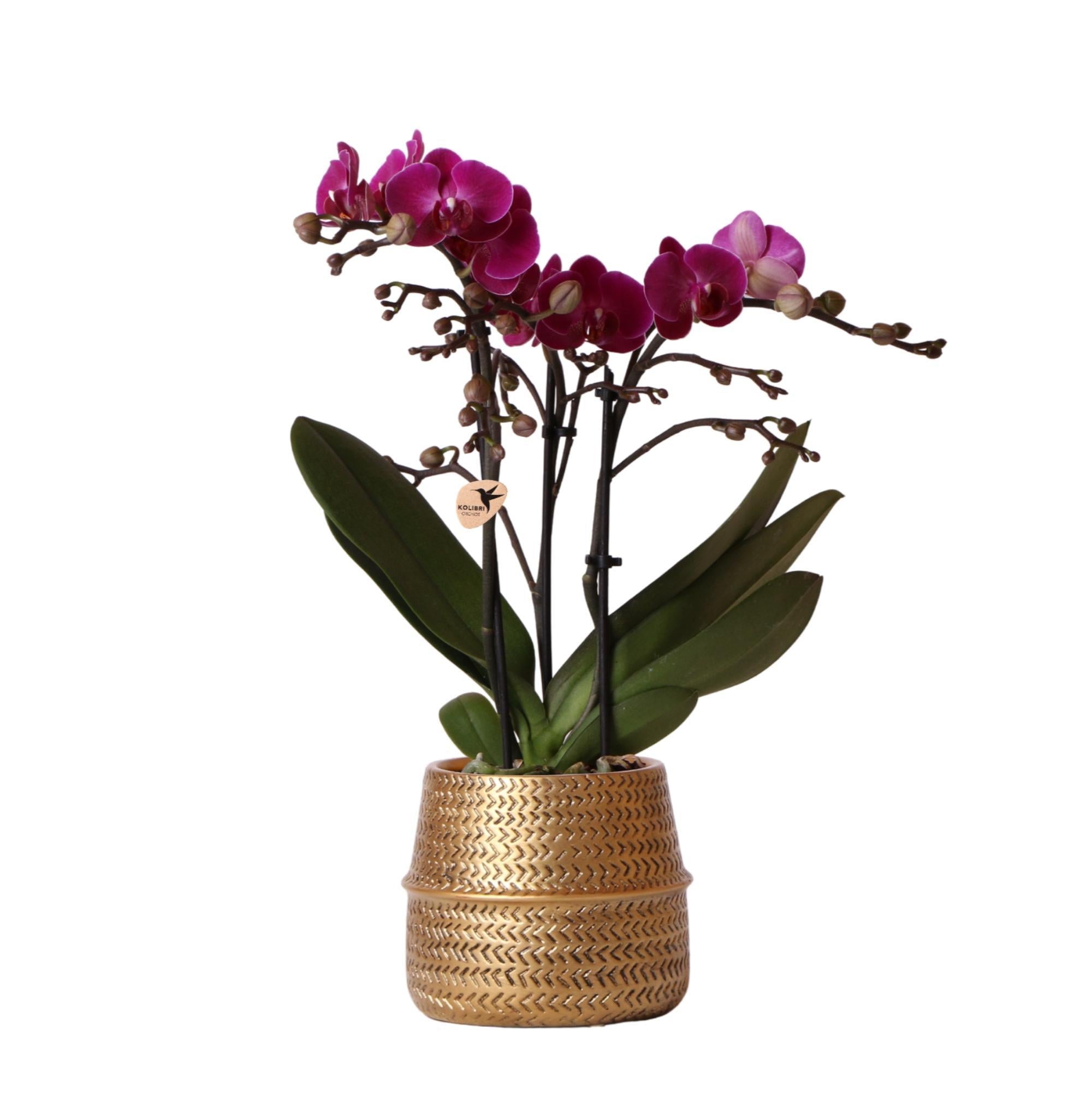 BoundlessGreen & Kolibri Orchids | Paarse phalaenopsis orchidee - Morelia + Groove sierpot goud - potmaat Ø9cm - 35cm hoog | bloeiende kamerplant - vers van de kweker