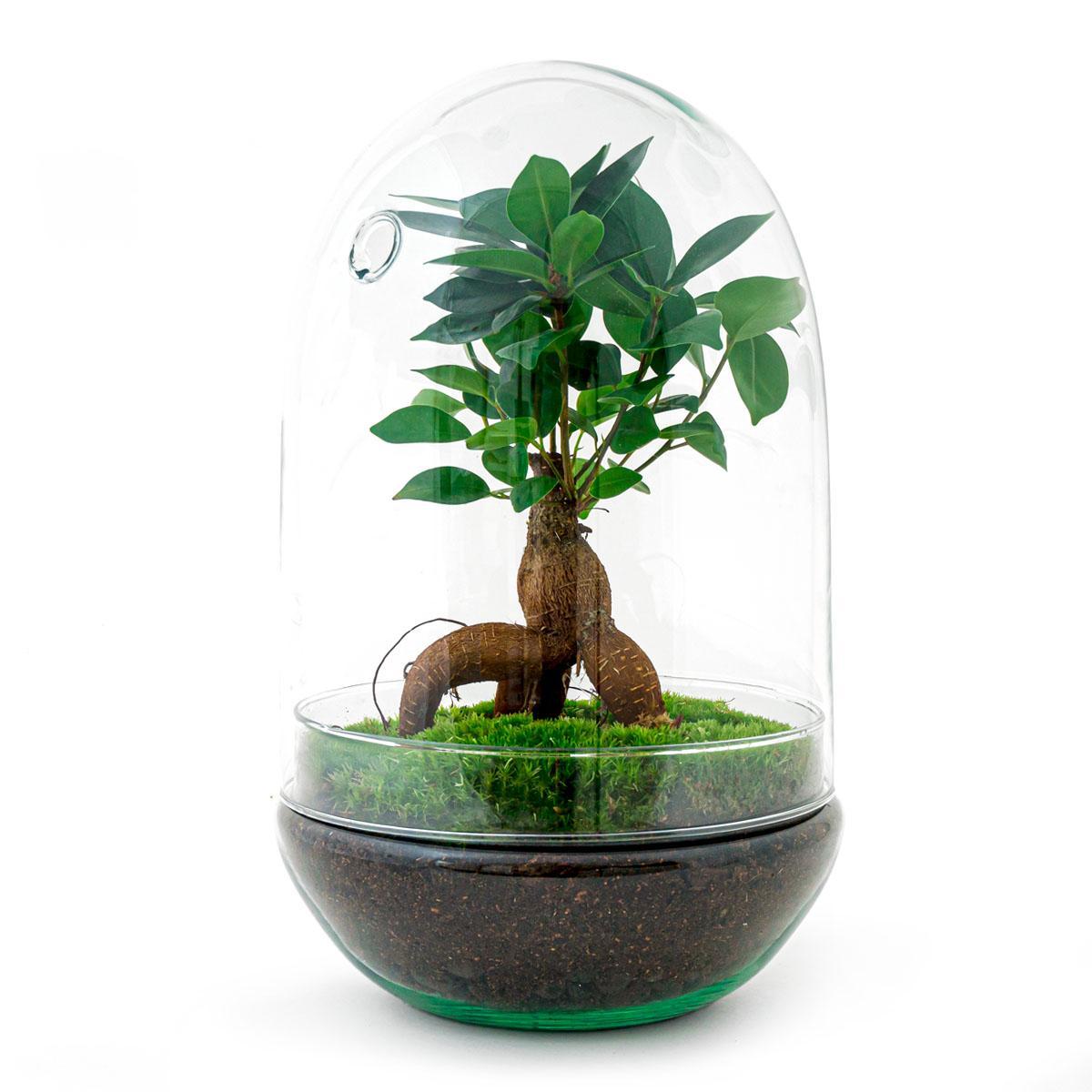 DIY terrarium - Egg XL Bonsai - β 30 cm