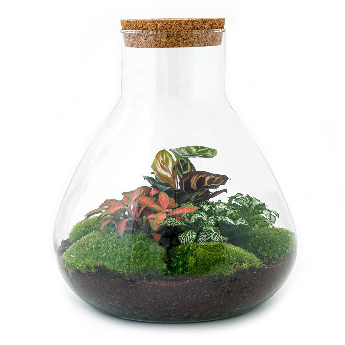 DIY terrarium - Sam XL Rood - β 35 cm - Normal