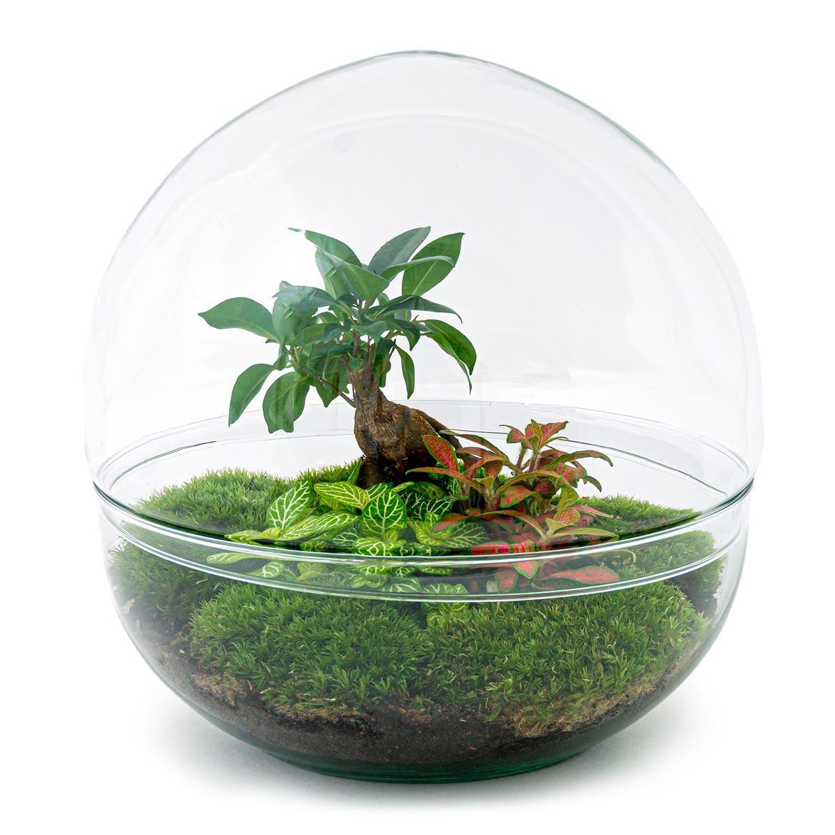 DIY terrarium - Dome XL - Ficus Ginseng Bonsai - β 30 cm - Normal
