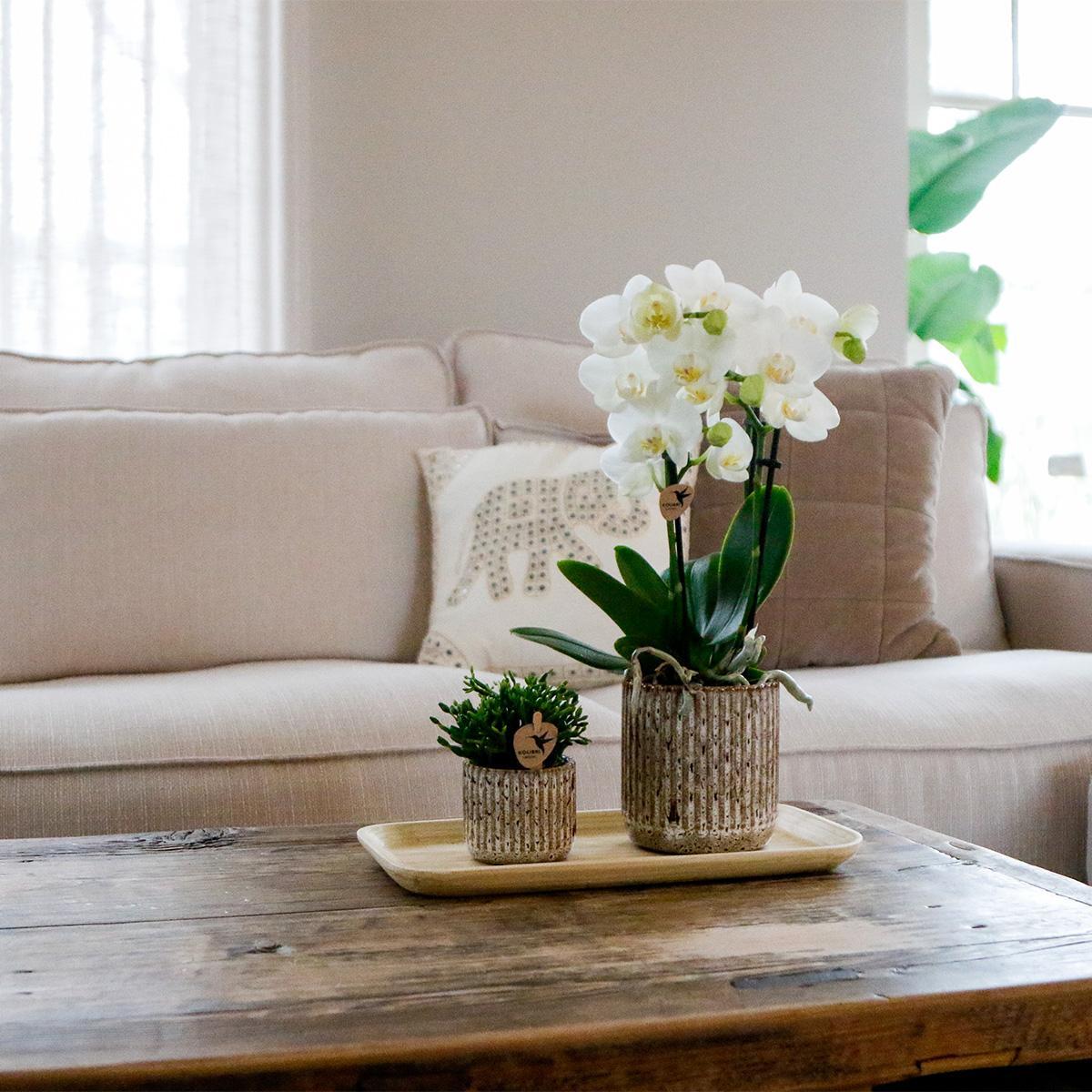 BoundlessGreen & Kolibri Orchids | Plantenset Untamed Nature small | Groene planten met Phalaenopsis orchidee in Jaguar sierpotten en bamboe dienblad