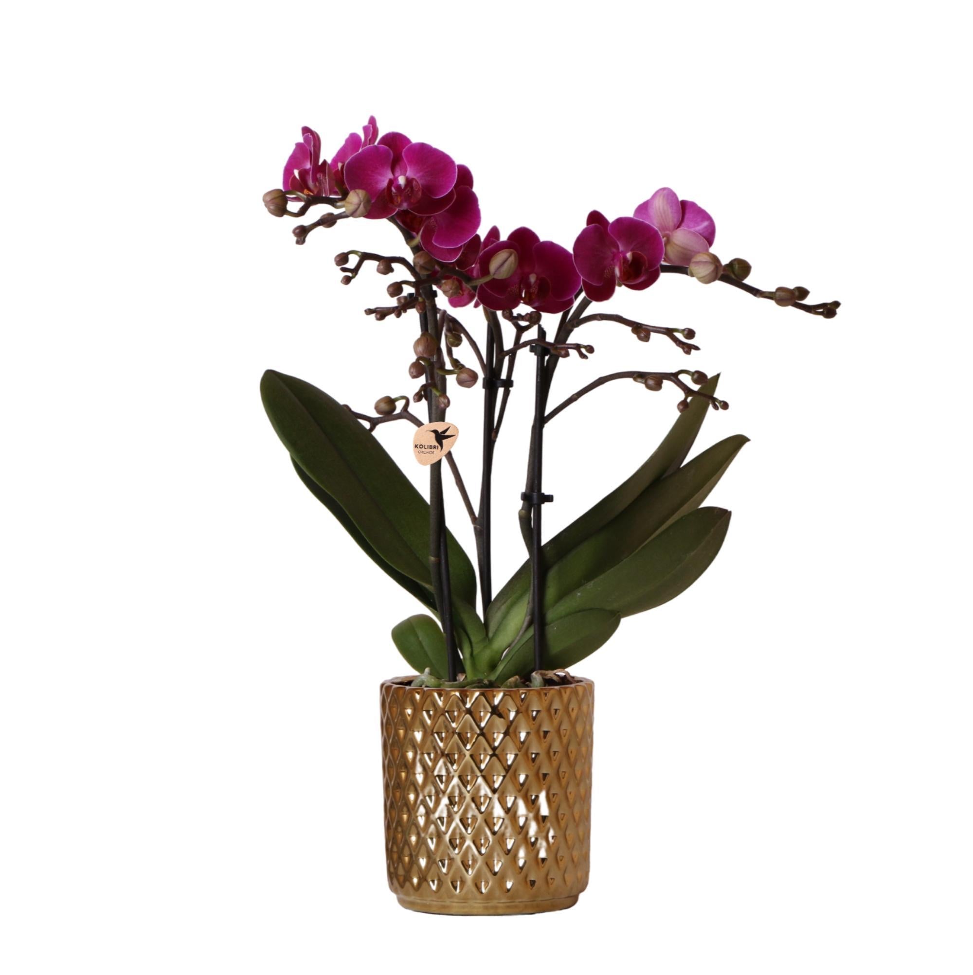 BoundlessGreen & Kolibri Orchids | Paarse Phalaenopsis orchidee - Morelia + Diamond sierpot goud - potmaat Ø9cm - 35cm hoog | bloeiende kamerplant - vers van de kweker