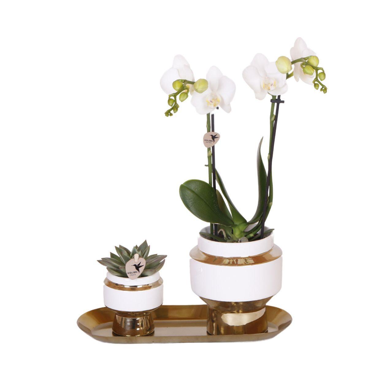 BoundlessGreen & Kolibri Orchids | Set van witte orchidee en Succulent op gouden dienblad