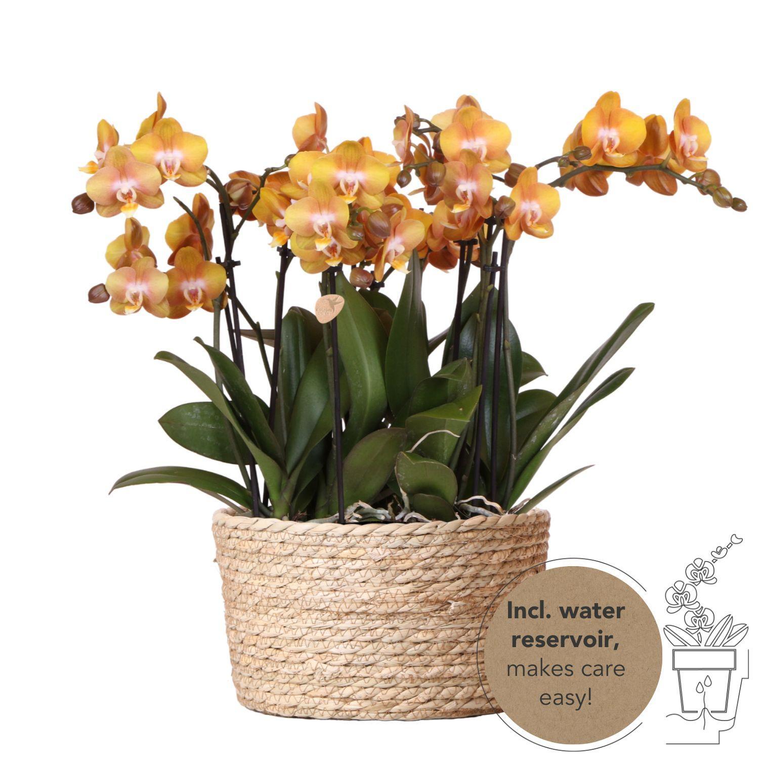 BoundlessGreen & Kolibri Orchids | Oranje orchideeënset in Reed Basket incl. waterreservoir | drie oranje orchideeën Las Vegas 12cm | Mono Bouquet oranje met zelfvoorzienend waterreservoir.