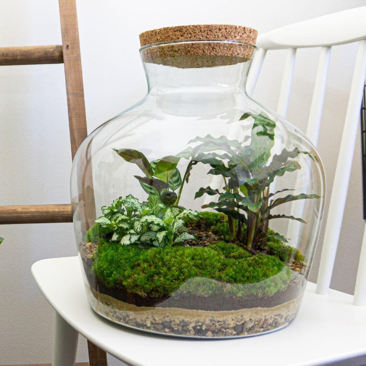 DIY terrarium - Fat Joe - β 30 cm - Normal