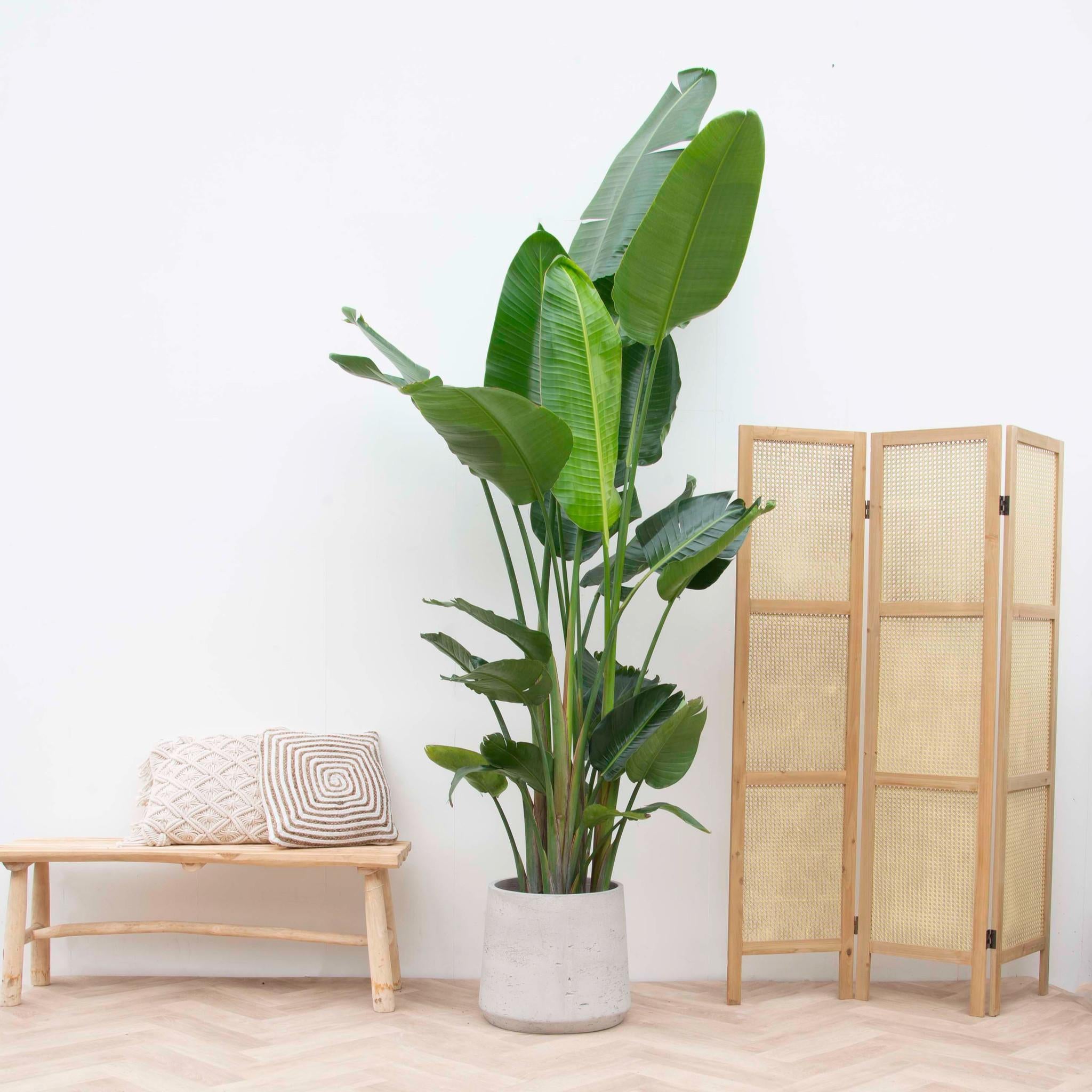 Strelitzia Nicolai XXL - 250 cm - 34 ø
