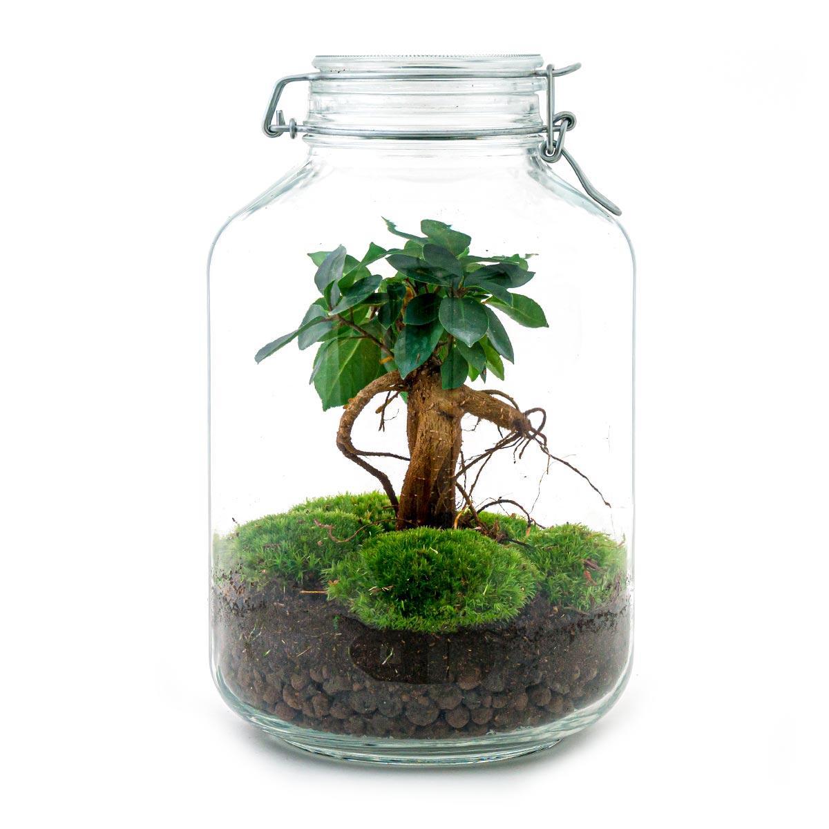 DIY terrarium - Ficus Ginseng bonsai - β 28 cm - Normal