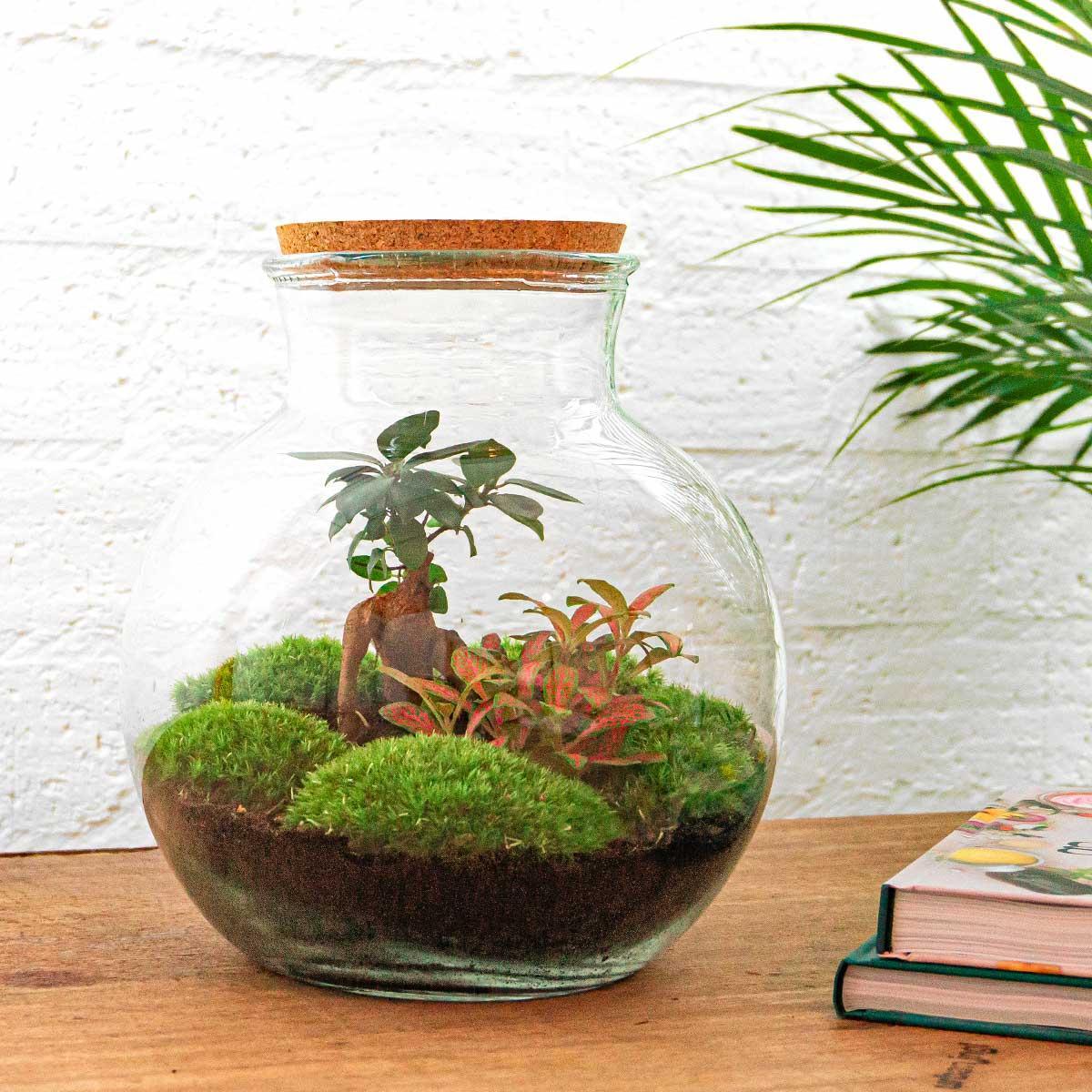DIY terrarium - Teddy bonsai - β 26,5 cm - Normal