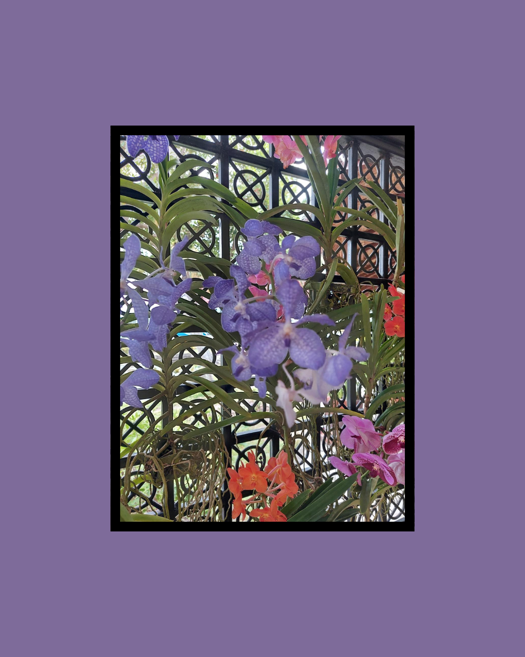 De Magie van Orchideeën: Van Thailand tot in Mijn Woonkamer