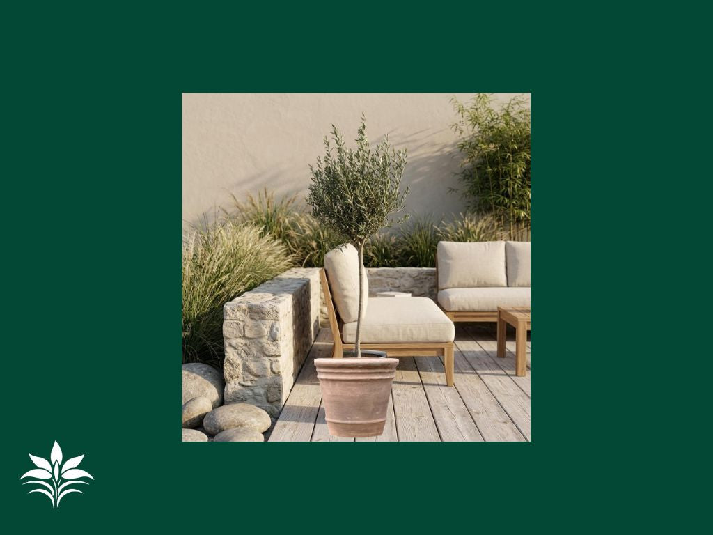 Olijfboom met Pot aanbieding! bestel allebei en krijg 10,95 korting op de pot💚